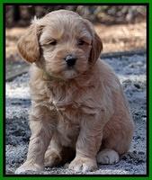 Sky Reagan pups 5 wks old 342