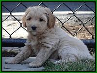 Sky Reagan pups 6 wks old 141