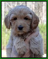 Sky Reagan pups 6 wks old 151