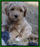 Sky Reagan pups 6 wks old 161