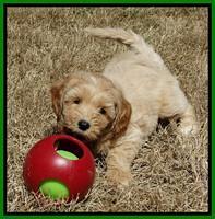 Sky Reagan pups 7 wks old 191