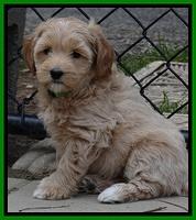 Sky Reagan pups 7 wks old 51