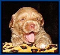 Sky Reagan pups 3 wks old 131