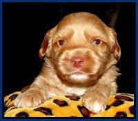 Sky Reagan pups 3 wks old 141