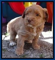 Sky Reagan pups 5 wks old 202