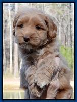 Sky Reagan pups 6 wks old 191