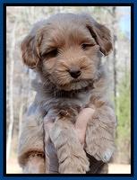 Sky Reagan pups 6 wks old 201