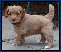 Sky Reagan pups 7 wks old 101