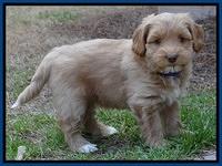 Sky Reagan pups 7 wks old 61