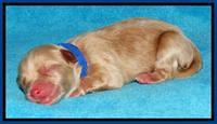 Sky Reagan pups Newborn 181