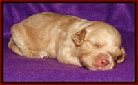 Sky Reagan pups 2 wk old 231