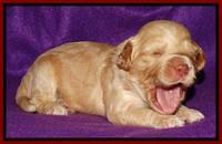 Sky Reagan pups 2 wk old 241