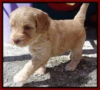 Sky Reagan pups 5 wks old 222