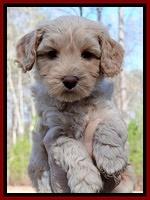 Sky Reagan pups 6 wks old 221