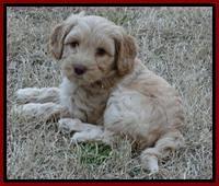 Sky Reagan pups 7 wks old 291