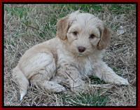 Sky Reagan pups 7 wks old 331