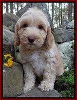 Sky Reagan pups 8 wks old 72