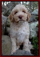 Sky Reagan pups 8 wks old 82