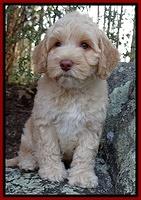 Sky Reagan pups 8 wks old 92