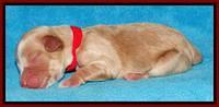 Sky Reagan pups Newborn 251
