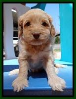 Sky Reagan pups 5 wks old 262