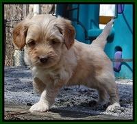 Sky Reagan pups 5 wks old 272