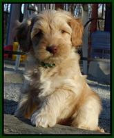 Sky Reagan pups 7 wks old 361