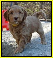 Sky Reagan pups 7 wks old 381