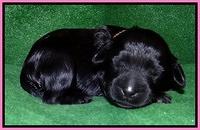 Mazie Blaze pups 1 wk old 31