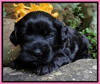 Mazie Blaze pups 3 wks old 21