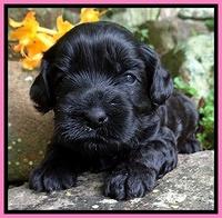 Mazie Blaze pups 3 wks old 31