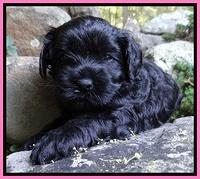 Mazie Blaze pups 4 wks old 21