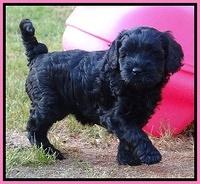 Mazie Blaze pups 6 wks old 81