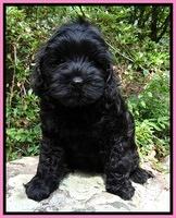 Mazie Blaze pups 8 wks old 31