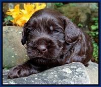 Mazie Blaze pups 3 wks old 51