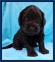 Mazie Blaze pups 4 wks old 81