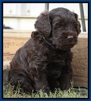 Mazie Blaze pups 5 wks old 1022