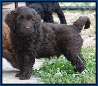 Mazie Blaze pups 7 weeks old 61