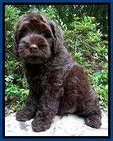 Mazie Blaze pups 8 weeks old  720