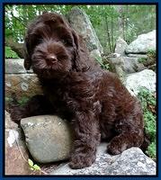 Mazie Blaze pups 8 weeks old  820