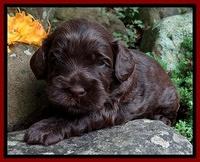Mazie Blaze pups 3 wks old 111