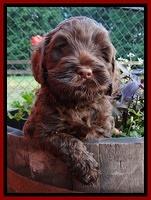 Mazie Blaze pups 6 wks old 171