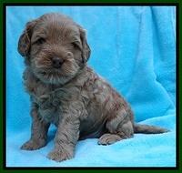 Mazie Blaze pups 4 wks old 131
