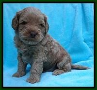 Mazie Blaze pups 4 wks old 141