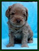 Mazie Blaze pups 4 wks old 151