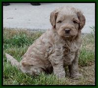 Mazie Blaze pups 5 wks old 1522