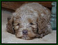 Mazie Blaze pups 7 weeks old 161