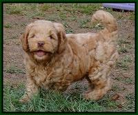 Mazie Blaze pups 7 weeks old 171