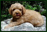 Mazie Blaze pups 8 weeks old  320