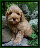 Mazie Blaze pups 8 weeks old  420